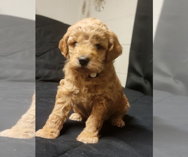 Medium Photo #6  Breeder Profile in BAKERSFIELD, CA, USA