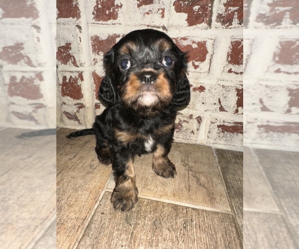 Medium Photo #8  Breeder Profile in WAXAHACHIE, TX, USA