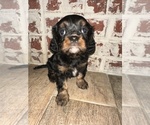 Small Photo #8  Breeder Profile in WAXAHACHIE, TX, USA