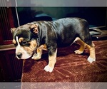 Small #11 Breeder Profile image