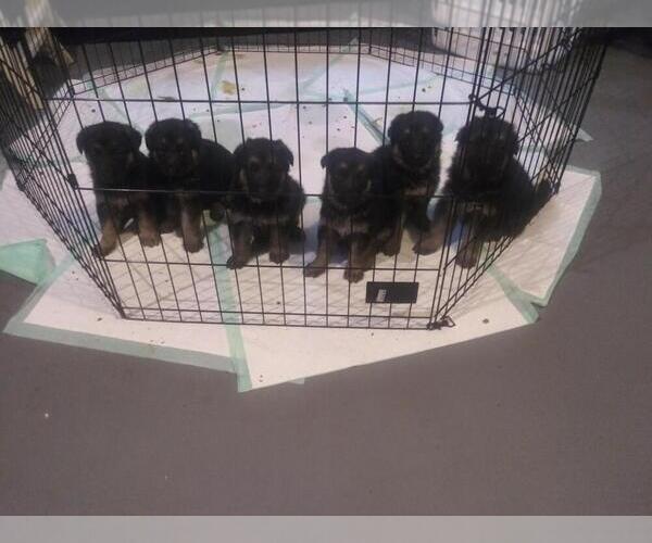 Medium Photo #1  Breeder Profile in HARTSELLE, AL, USA