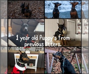 Doberman Pinscher Dog Breeder near HICKORY, NC, USA