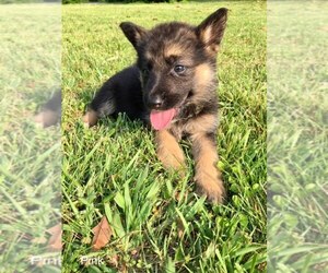 German Shepherd Dog Dog Breeder near DALTON, GA, USA