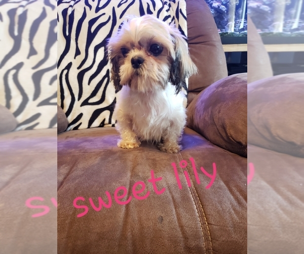 Medium Photo #51  Breeder Profile in NEENAH, WI, USA