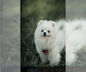 Pomeranian Dog Breeder near HOUSTON, TX, USA