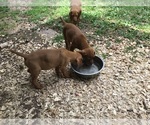 Small breeder photo