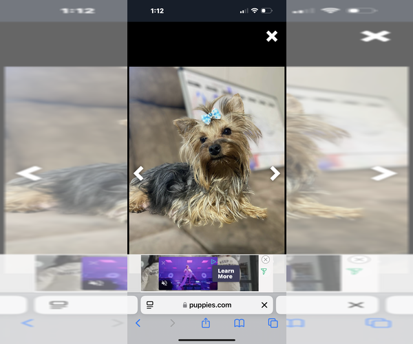 Medium Photo #16  Breeder Profile in DENHAM SPRINGS, LA, USA