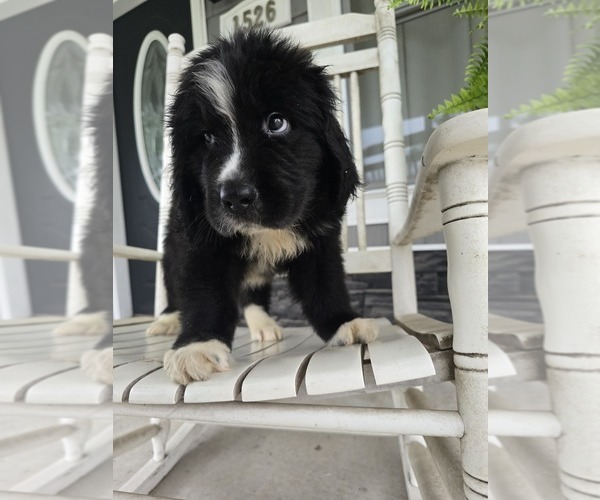 Medium Photo #32  Breeder Profile in TILTON, IL, USA