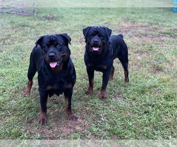Medium Photo #1  Breeder Profile in PENSACOLA, FL, USA