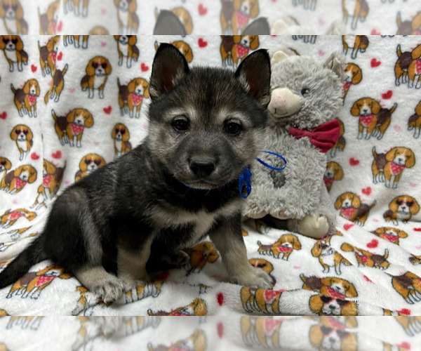 Medium Photo #1  Breeder Profile in LAMAR, CO, USA