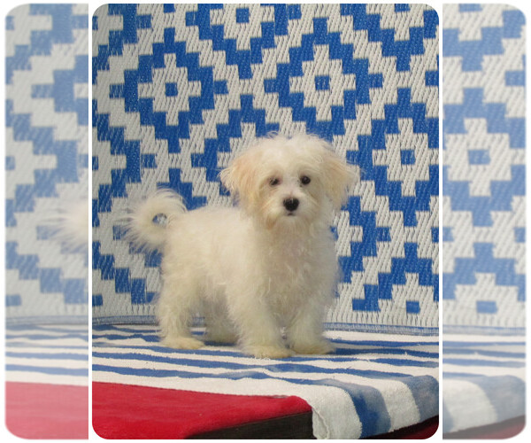 Medium Photo #1  Breeder Profile in MILAN, MO, USA