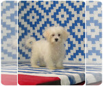 Small breeder photo