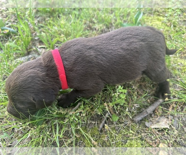 Medium Photo #9  Breeder Profile in SULLIVAN, MO, USA