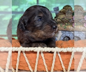 Maltipoo Dog Breeder near MORGANTON, GA, USA