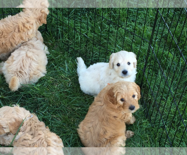 Medium Photo #1  Breeder Profile in KINGSVILLE, MO, USA