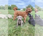 Small #11 Breeder Profile image