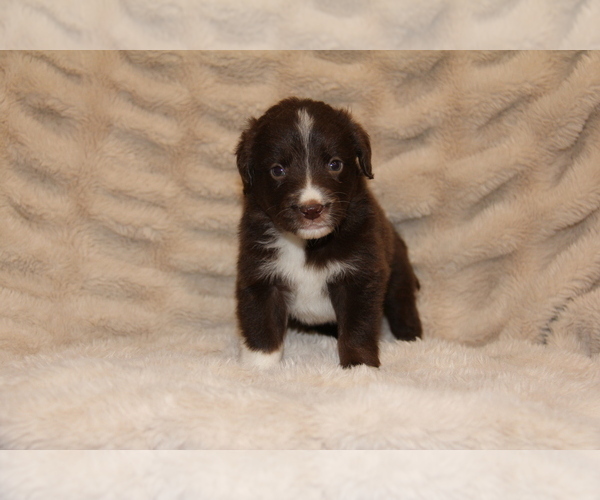 Medium Photo #3  Breeder Profile in STEWART, MS, USA