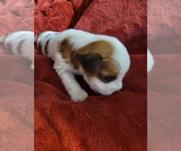 Medium Photo #110  Breeder Profile in AKRON, OH, USA