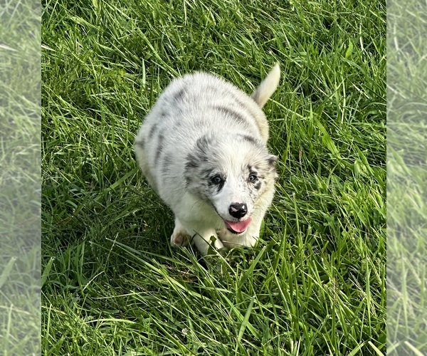 Medium Photo #4  Breeder Profile in OTTUMWA, IA, USA