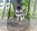 Small #44 Breeder Profile image