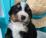 Small #6 Breeder Profile image