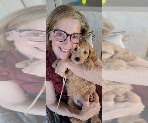Medium Photo #56  Breeder Profile in HALTOM CITY, TX, USA