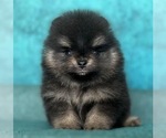Small #29 Breeder Profile image