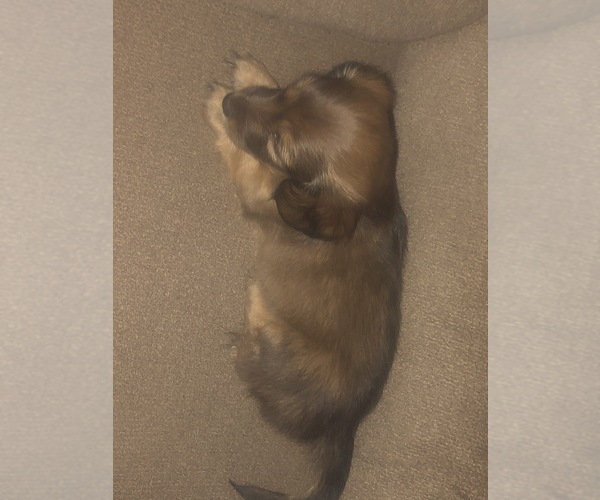 Medium Photo #1  Breeder Profile in STEVENSON, AL, USA