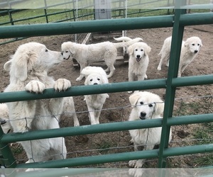 Maremma Sheepdog Dog Breeder near SPOKANE, MO, USA