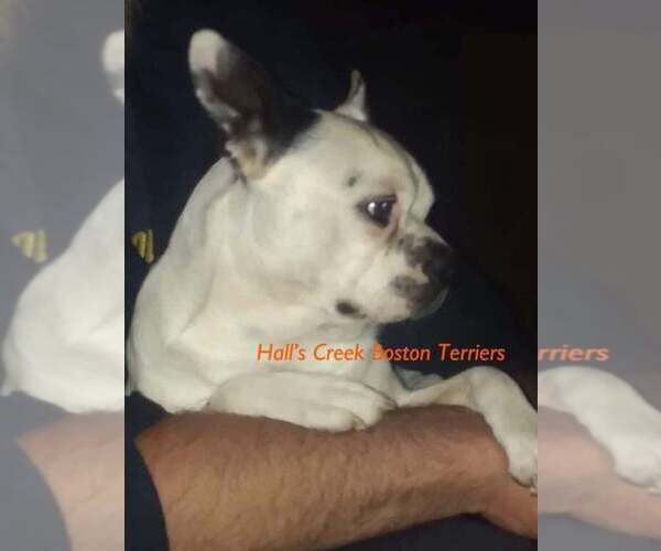 Medium Photo #6  Breeder Profile in EATON, OH, USA