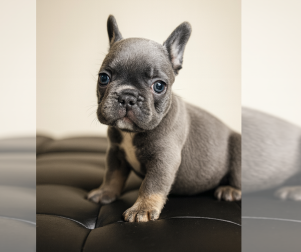 Medium Photo #5  Breeder Profile in ATLANTA, GA, USA
