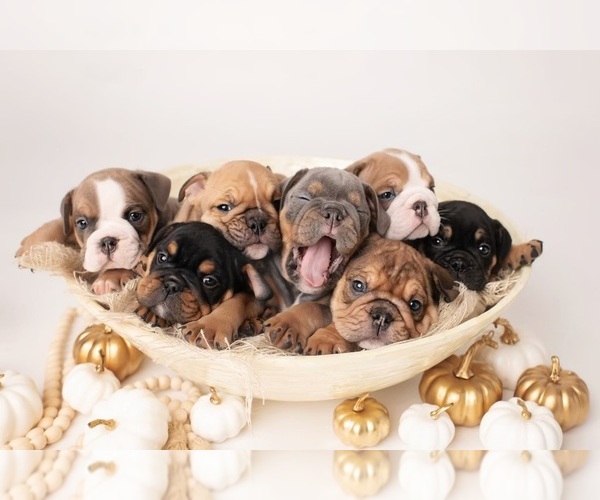 Medium Photo #1  Breeder Profile in MURRIETA, CA, USA