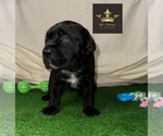 Small Photo #13  Breeder Profile in LEES SUMMIT, MO, USA