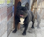 Small breeder photo