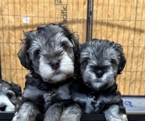 Schnauzer (Miniature) Dog Breeder near EUNICE, LA, USA