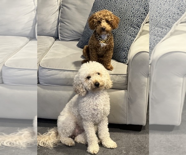 Medium Photo #7  Breeder Profile in BALTIMORE, MD, USA