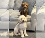 Small #6 Breeder Profile image