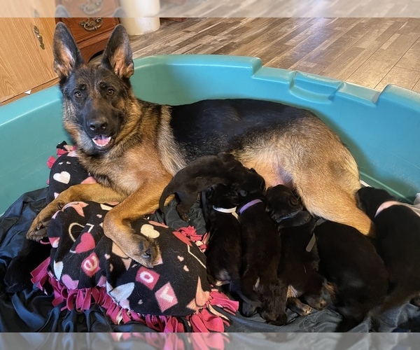 Medium Photo #1  Breeder Profile in APPLEGATE, MI, USA