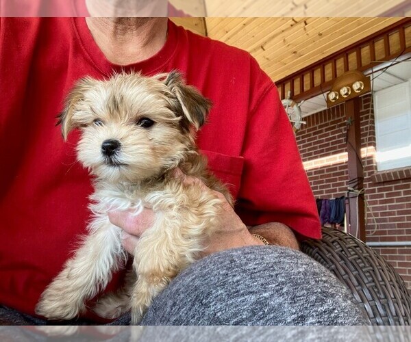 Medium Photo #1  Breeder Profile in CENTENNIAL, CO, USA