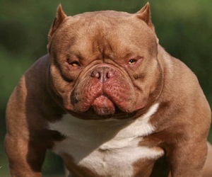 American Bully Dog Breeder in SUNRISE,  USA