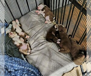 Pomsky Dog Breeder near NORTH ALBEMARLE, NC, USA
