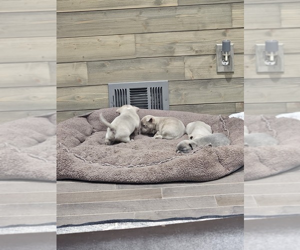 Medium Photo #1  Breeder Profile in VINELAND, NJ, USA