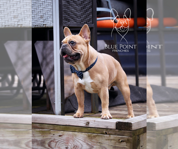 Medium Photo #1  Breeder Profile in TAFTVILLE, CT, USA