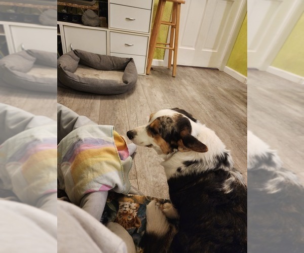 Medium Photo #11  Breeder Profile in CLAYTON, WA, USA