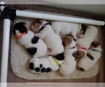 Small breeder photo