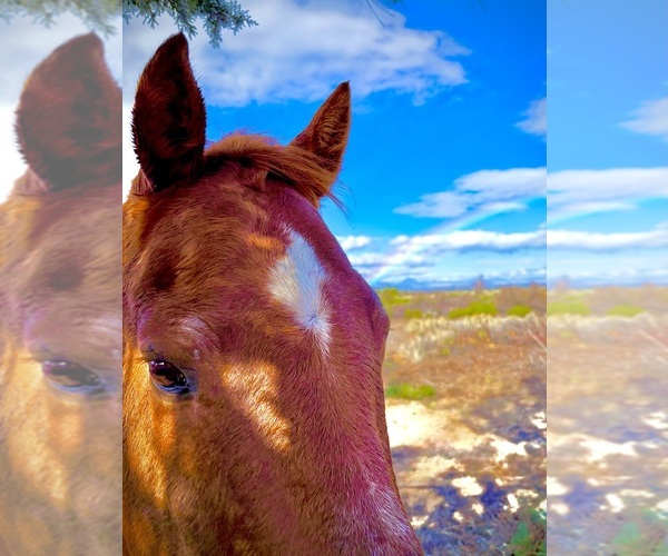 Medium Photo #6  Breeder Profile in HAMMOND RANCH, CA, USA