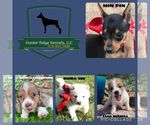 Small #1 Breeder Profile image