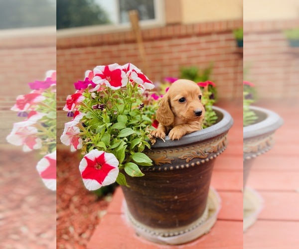 Medium Photo #4  Breeder Profile in COLORADO SPRINGS, CO, USA