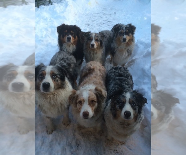 Medium Photo #23  Breeder Profile in NEW HAVEN, CT, USA