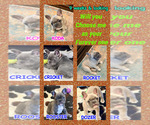 Small Photo #1  Breeder Profile in CANYON, TX, USA
